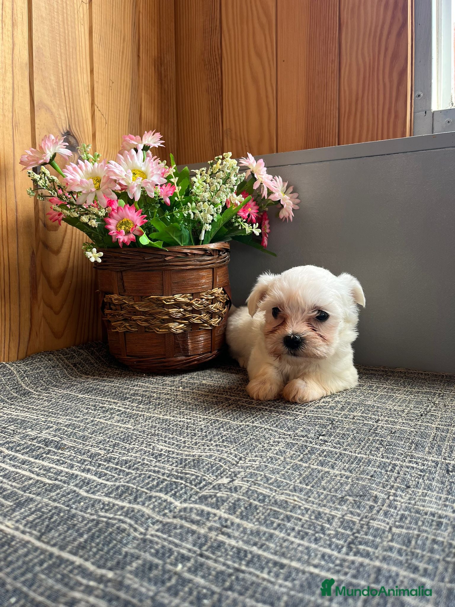 Bichón Maltés perros Preciosos Bichones Malteses  - Anuncio 1