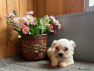 Bichón Maltés perros Preciosos Bichones Malteses - Anuncio 1