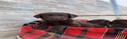 Labrador Retriever perros en venta: Exclusivos cachorros de Labrador Retriever. - Anuncio 1