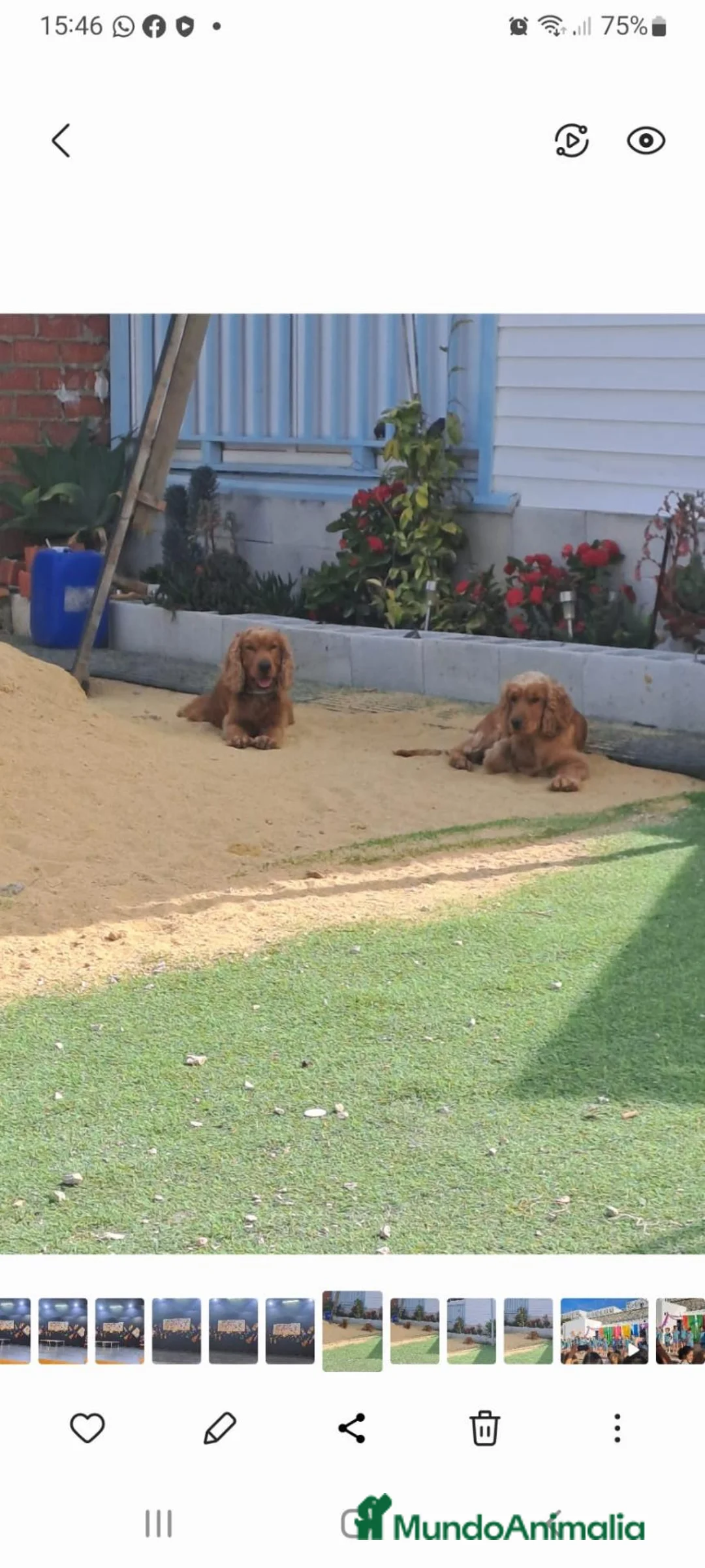 Cocker Spaniel Inglés perros en venta: Cocker  en Cádiz - Anuncio 2