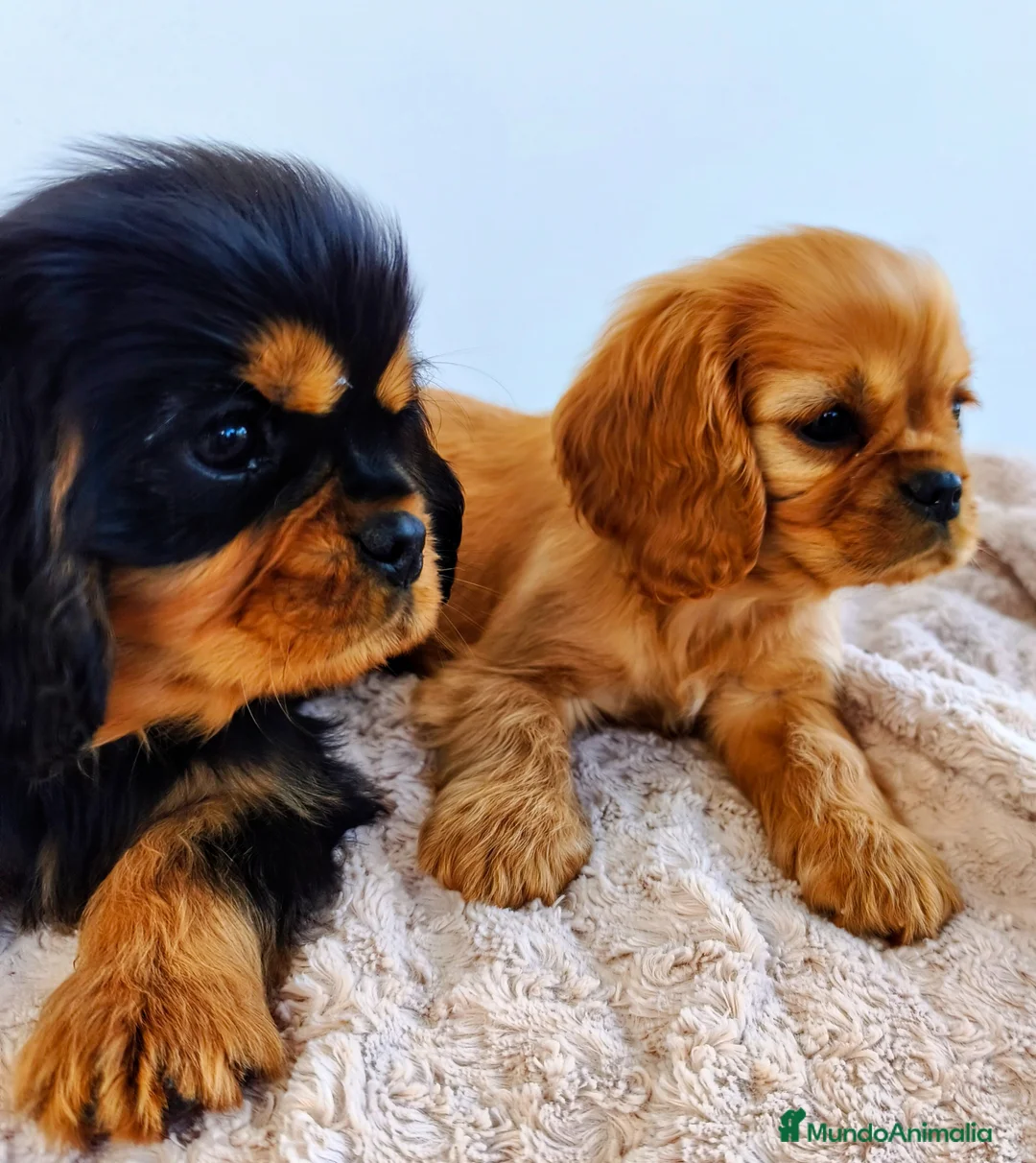 Cavalier King Charles Spaniel perros en venta: Cachorro Cavalier Ruby - Anuncio 3