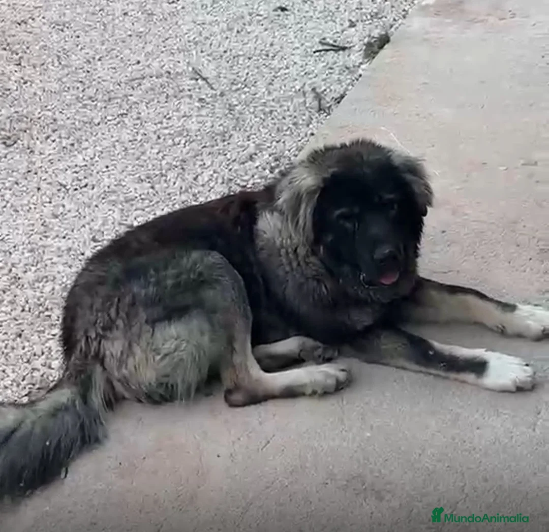 Pastor del Cáucaso perros en venta: Pastor del Cáucaso 606904470 en Valencia - Anuncio 3