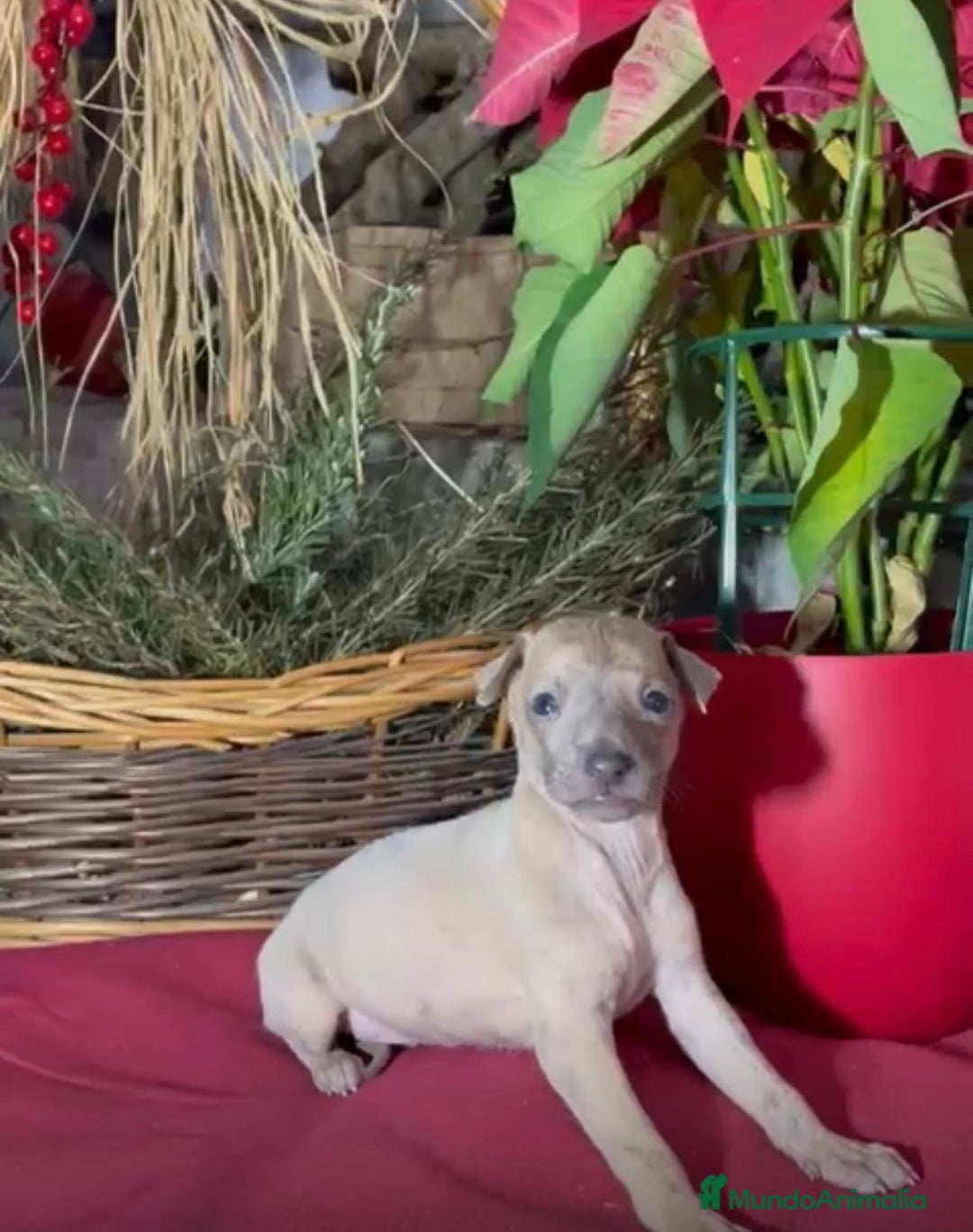 Whippet perros en venta: Whippet blue y Verdino  - Anuncio 21