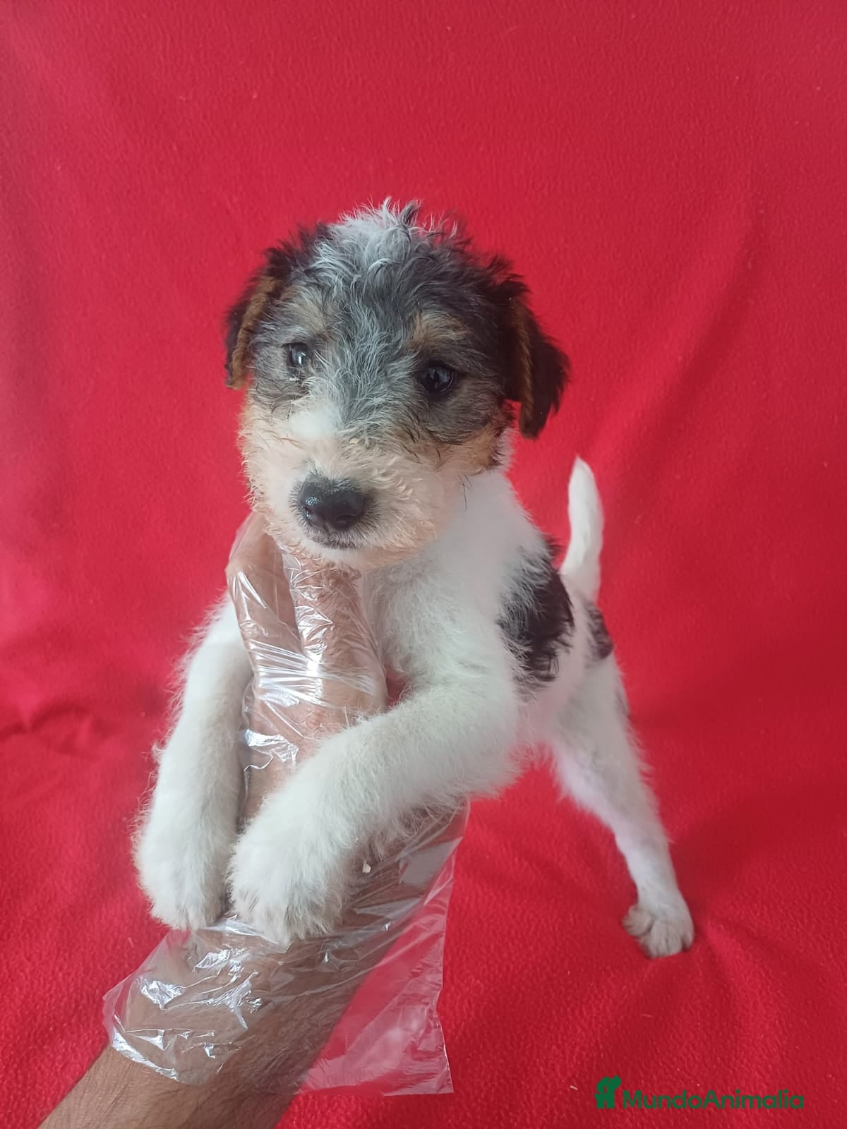 Fox Terrier de Pelo Duro perros Foxterrier Pelo Duro  - Anuncio 2