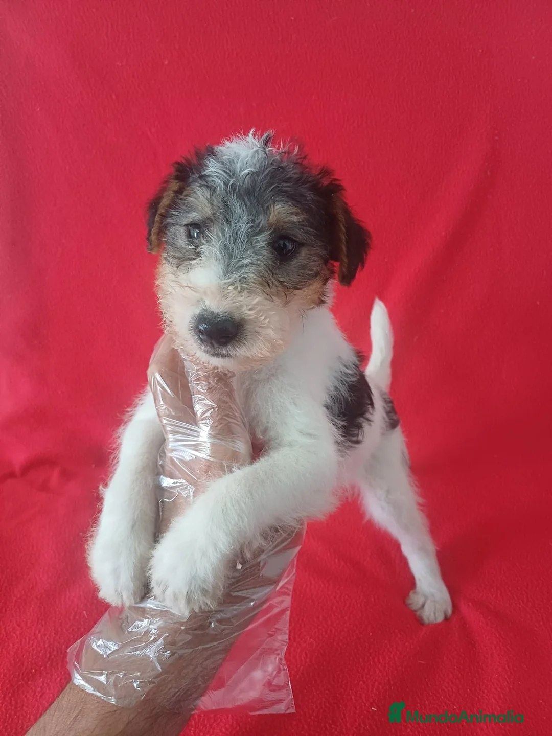 Fox Terrier de Pelo Duro perros en venta: Foxterrier Pelo Duro  - Anuncio 1
