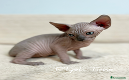 Sphynx gatos en venta: Sphynx - Imagen 7
