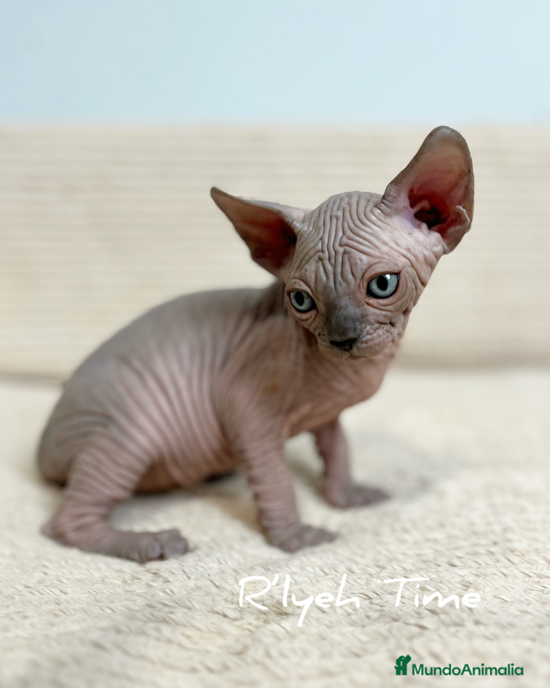 Sphynx gatos en venta: Sphynx - Imagen 7