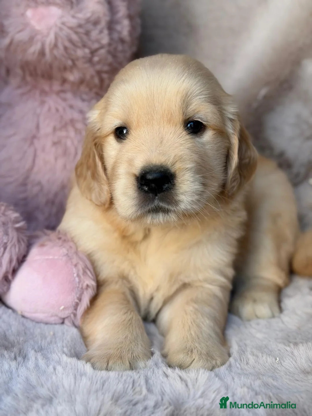 Golden Retriever perros en venta: Camada de Golden retriever 🐾🐾 - Anuncio 4