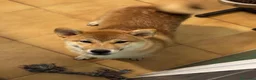 Shiba Inu perros en venta: Shiba Inu Hembra - Anuncio 3