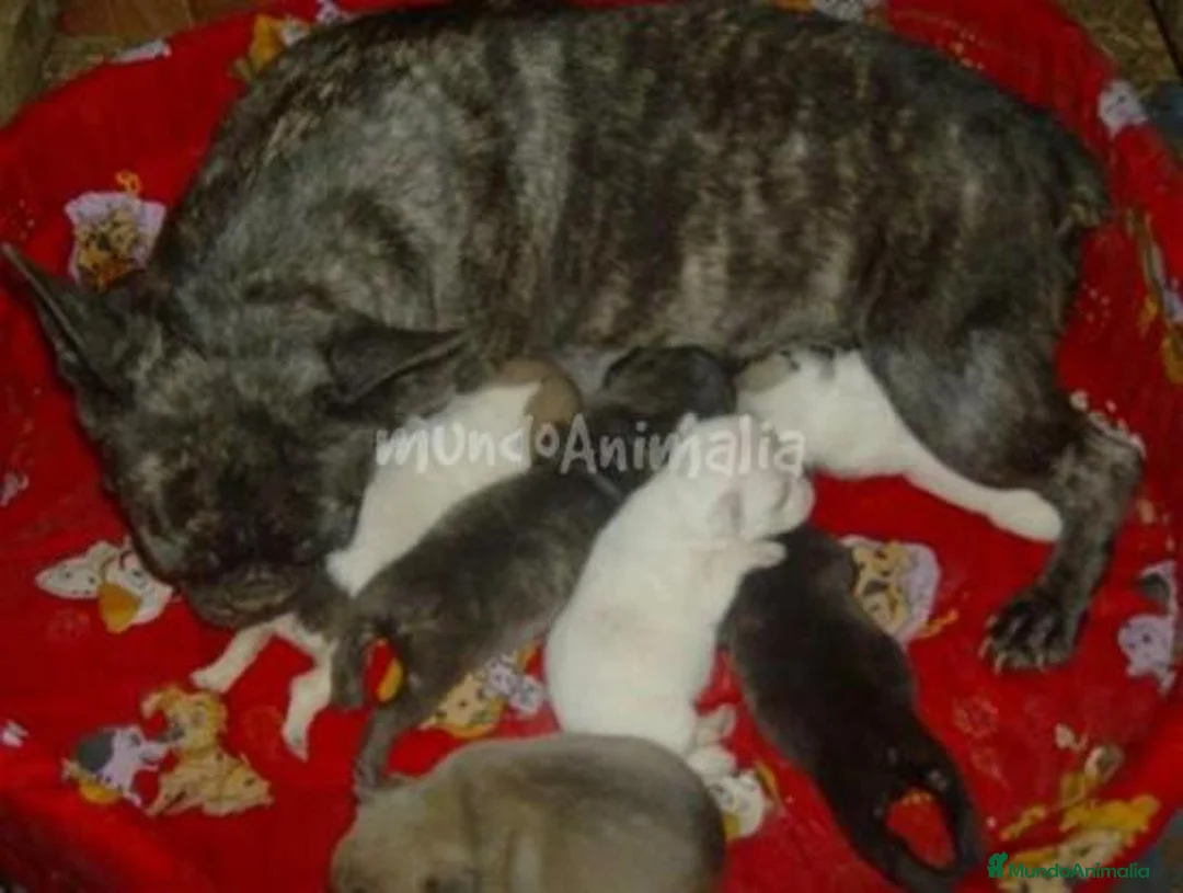 Imagen de galería {{count}}