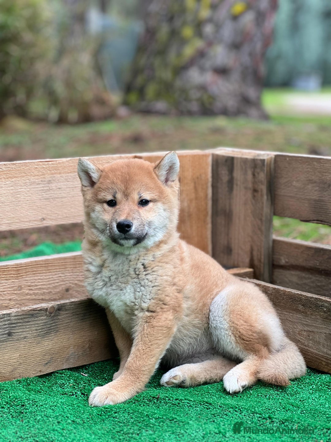 Shiba Inu perros en venta: Shiba inu - Anuncio 3