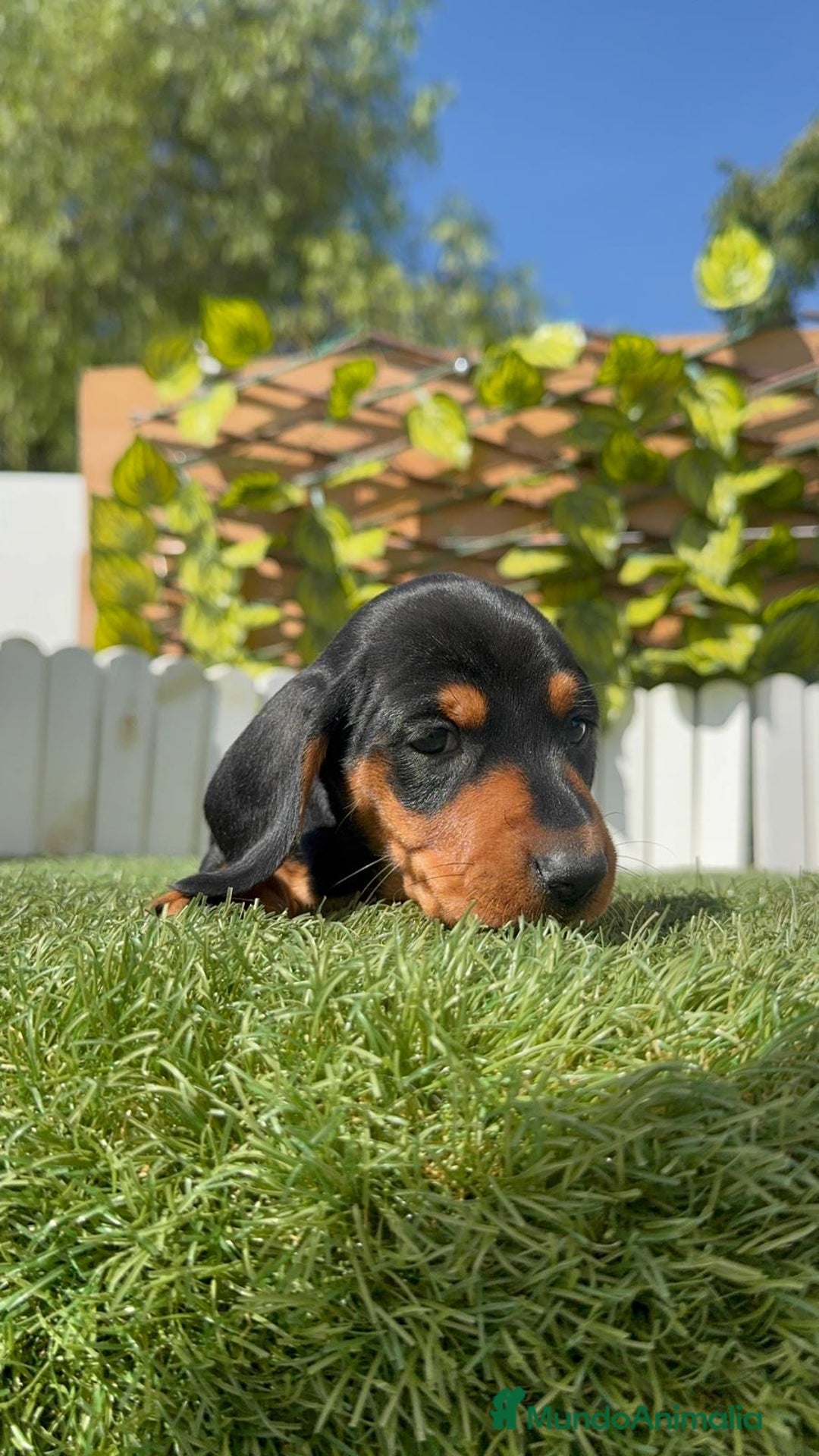 Teckel Miniatura perros en venta: TECKEL MINIATURA - Imagen 8