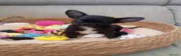 Chihuahua perros en venta: Chihuahua  - Anuncio 4