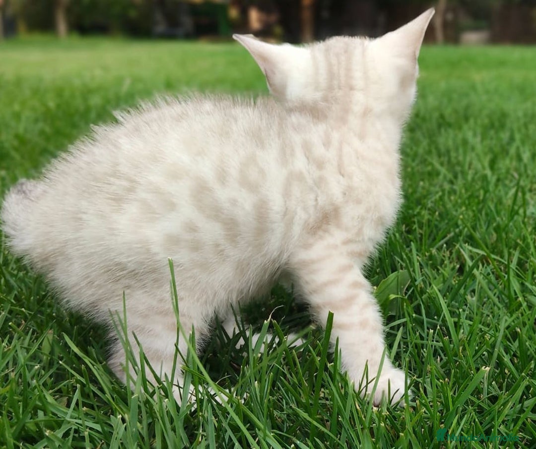 Bengalí gatos en venta: Disponibles cachorros de gato Bengalí - Imagen 3