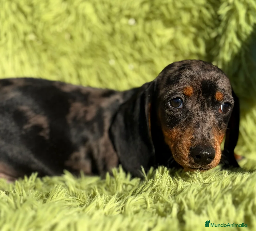 Teckel Miniatura perros en venta: Teckel miniatura Arlequin  - Anuncio 3