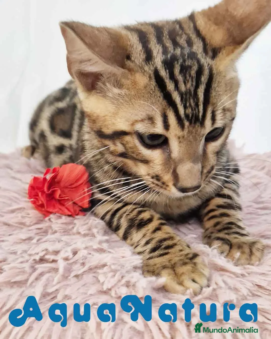 Bengalí gatos en venta: Bengali Macho 5875 - AQUANATURA en Barcelona - Anuncio 4
