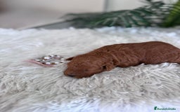 Caniche Toy perros en venta: CANICHE TOY HEMBRA - Anuncio 10