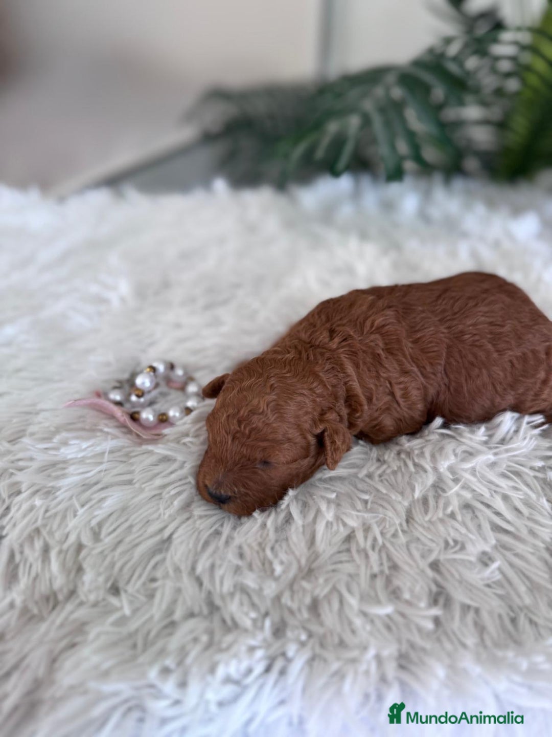 Caniche Toy perros en venta: CANICHE TOY HEMBRA - Anuncio 10