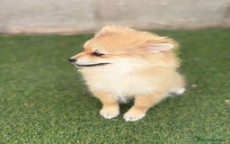 Pomerania perros en venta: Pomerania hembra - Imagen 7
