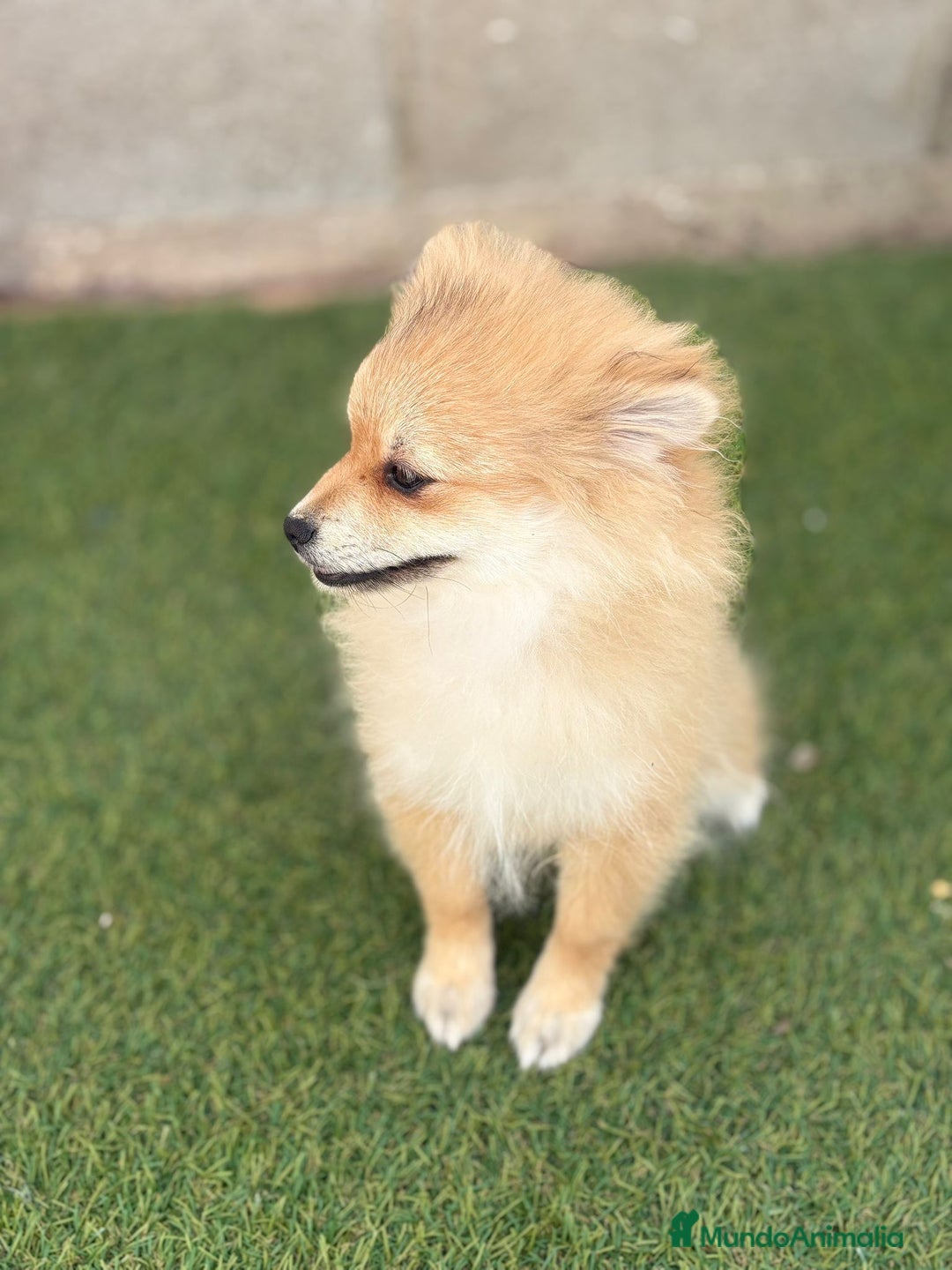 Pomerania perros en venta: Pomerania hembra - Imagen 7