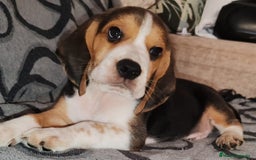 Beagle perros en venta: Beagle  - Imagen 6