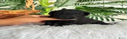 Caniche Toy perros en venta: CANICHE TOY HEMBRA - Anuncio 17