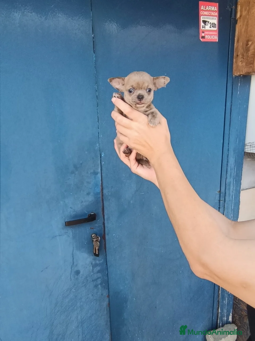 Chihuahua perros en venta: Chihuahua toy ojos azules  - Anuncio 1