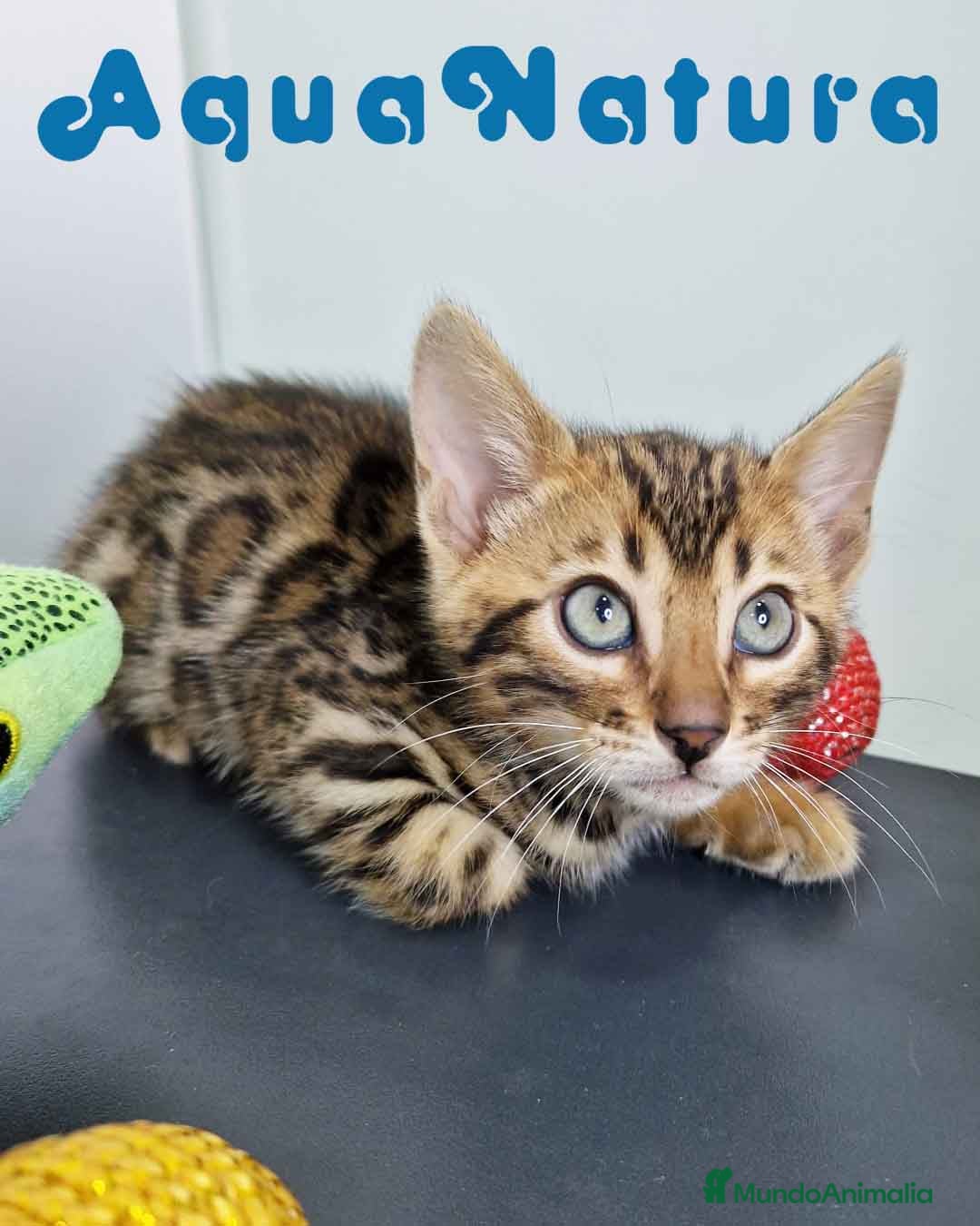 Bengalí gatos Bengali Macho 4568 AQUANATURA - Anuncio 14