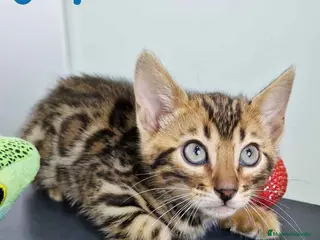 Bengalí gatos Bengali Macho 4568 AQUANATURA - Anuncio 26