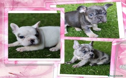 Bulldog Francés perros en venta: Camada familiar de bulldog frances - Imagen 1