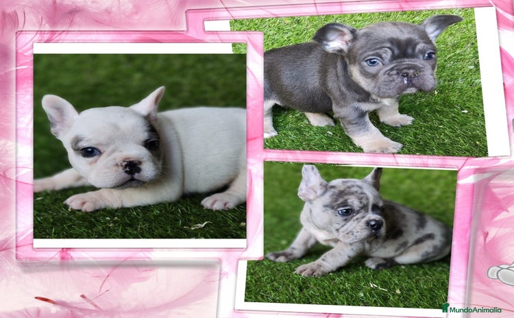 Bulldog Francés perros - Propaganda 1