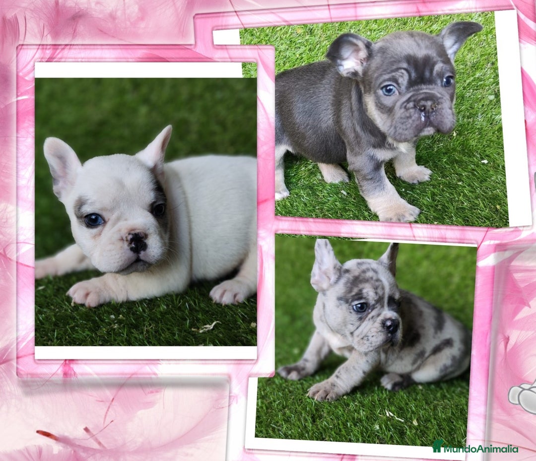 Bulldog Francés perros en venta: Camada familiar de bulldog frances - Imagen 1