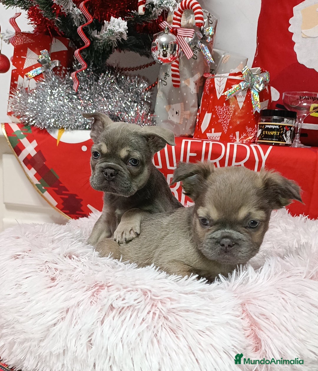 Bulldog Francés perros en venta: Bulldog fluffys  - Anuncio 2