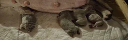 American Bully perros en venta: América bully  - Anuncio 6