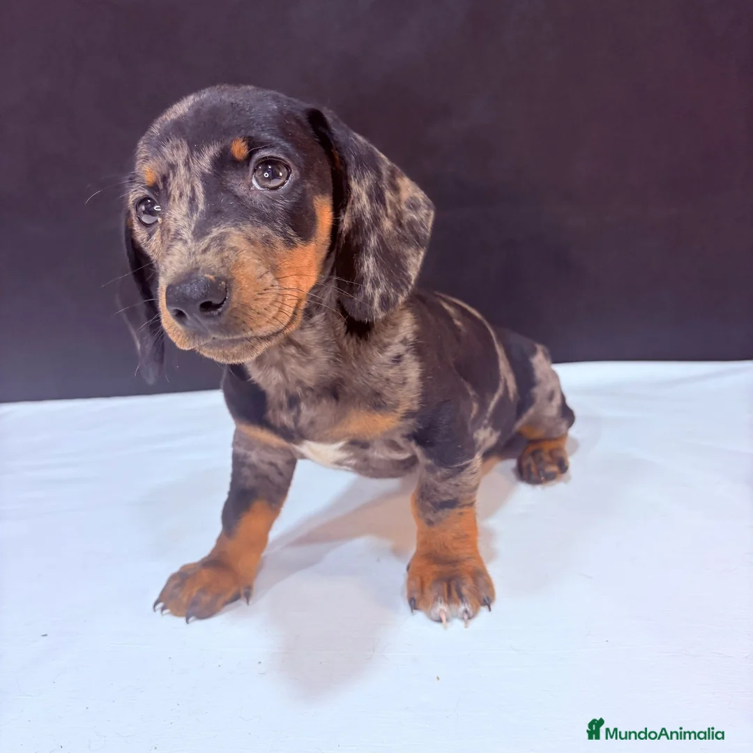 Teckel Miniatura perros en venta: Teckel Miniatura  - Anuncio 2