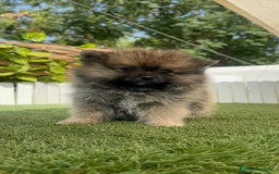 Pomerania perros en venta: POMERANIA HEMBRA COLOR SABLE - Imagen 8
