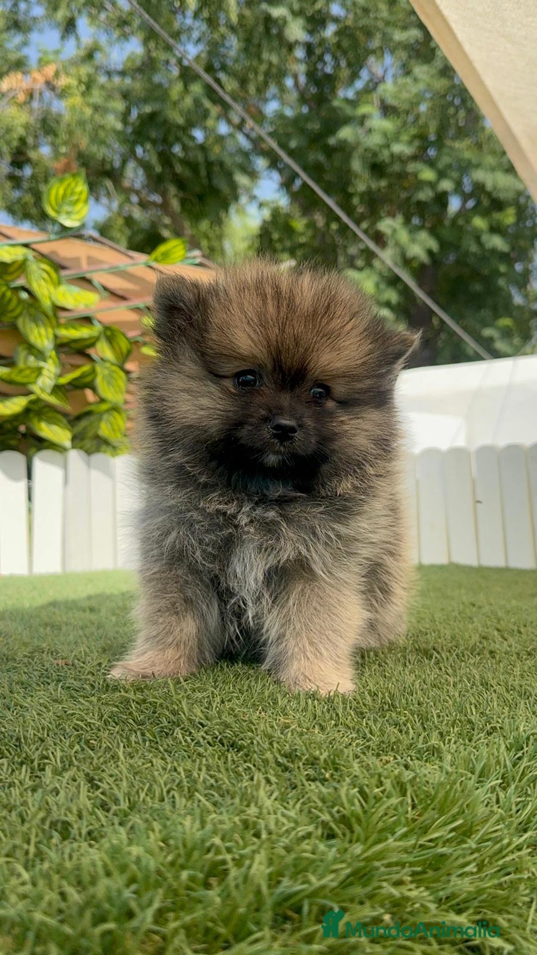 Pomerania perros en venta: POMERANIA HEMBRA COLOR SABLE - Imagen 8