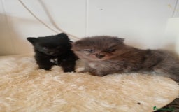 Pomerania perros en venta: Pomeranias  - Imagen 1