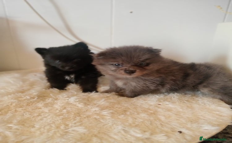 Pomerania perros - Propaganda 19