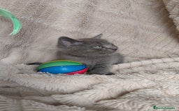 Británico de Pelo Corto Azul gatos en venta: British Blue  - Imagen 2