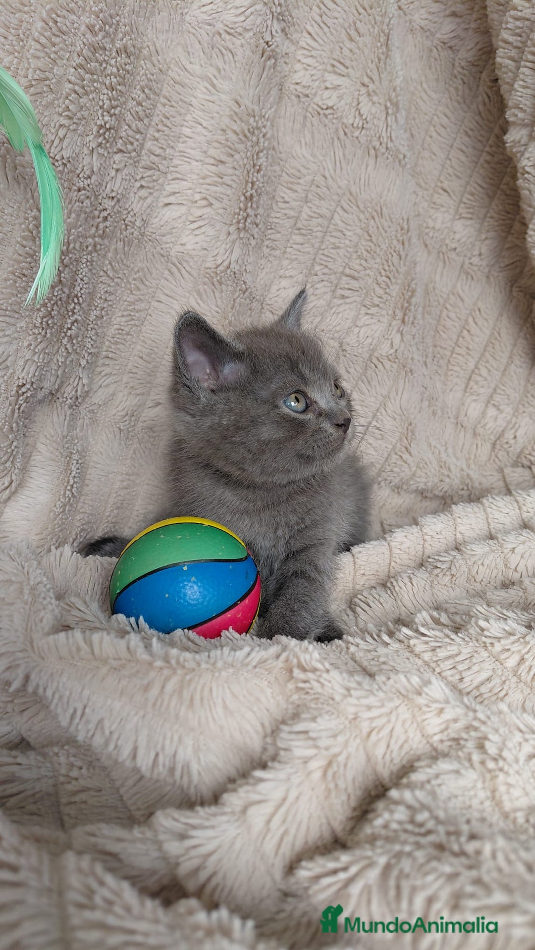 Británico de Pelo Corto Azul gatos en venta: British Blue  - Imagen 2