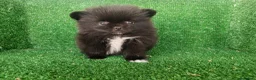 Pomerania perros en venta: pomerania - Anuncio 6