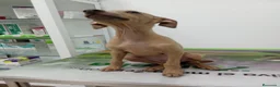 Pequeño Lebrel Italiano perros en venta: PICCOLO ITALIANO - Anuncio 2