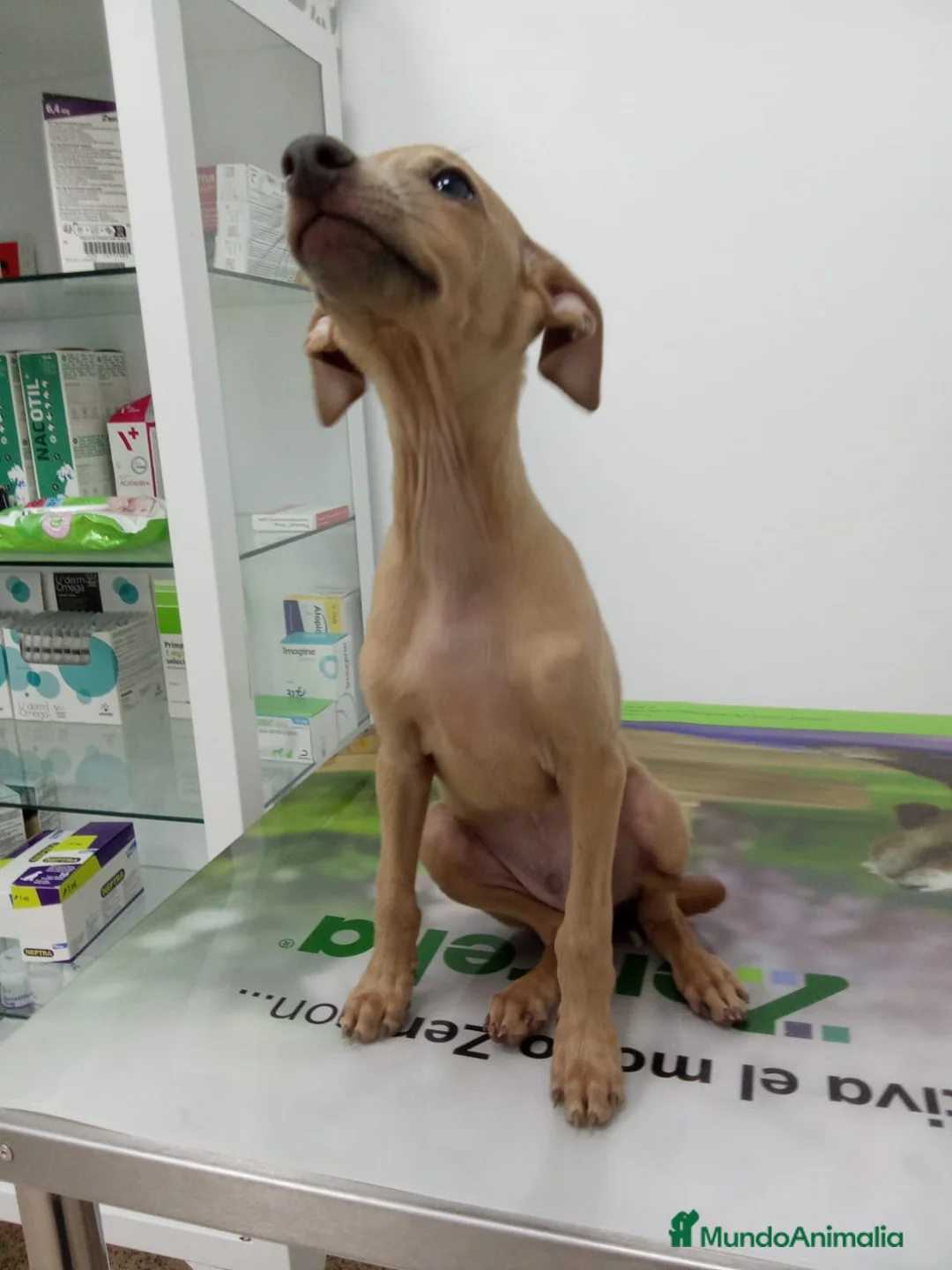 Pequeño Lebrel Italiano perros en venta: PICCOLO ITALIANO - Anuncio 2