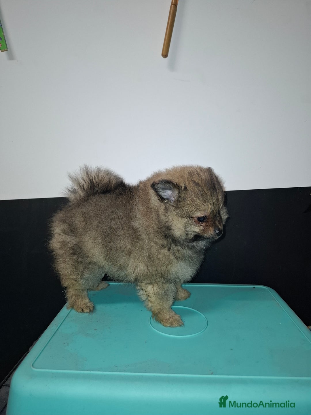 Pomerania perros en venta: Lulu de pomerania  - Anuncio 4