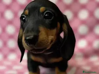 Teckel Miniatura perros Teckel miniatura en Badajoz - Anuncio 32