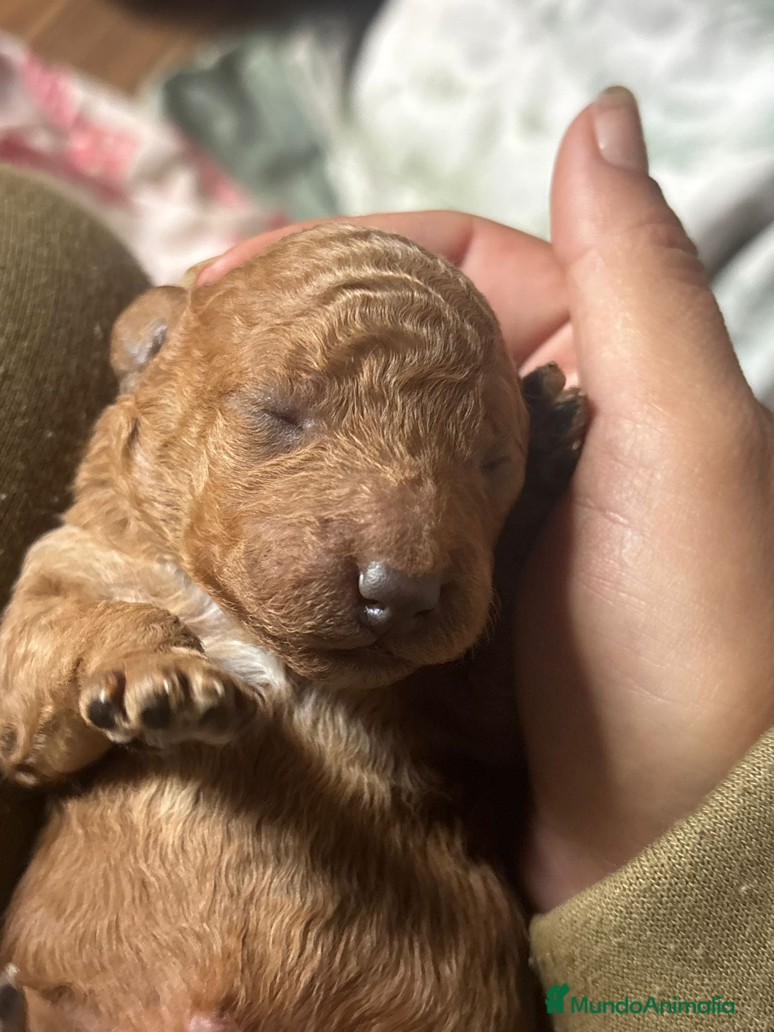 Caniche Toy perros Caniche toys  - Anuncio 10