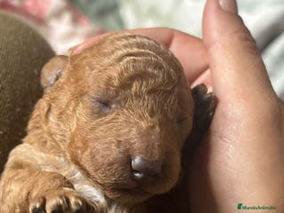 Caniche Toy perros Caniche toys - Anuncio 29