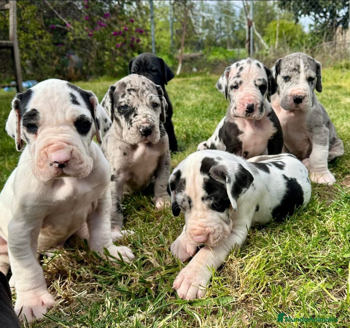 Dogo Alemán perros Dogo  Alemán  - Anuncio 1