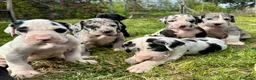Dogo Alemán perros en venta: Dogo  Alemán  - Anuncio 1